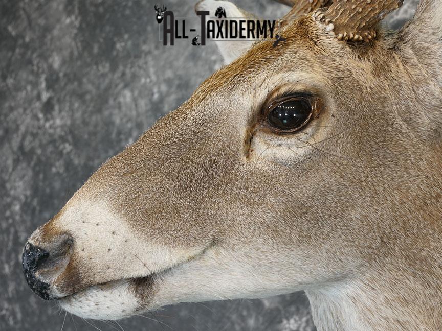 10 point Texas Whitetail deer taxidermy shoulder mount SKU 2243 - Image 7