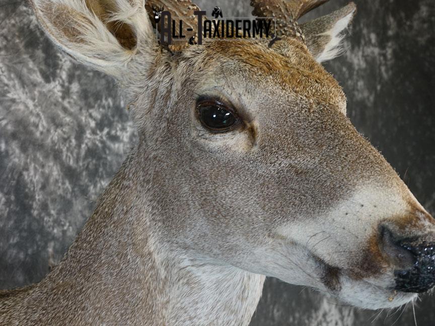 10 point Texas Whitetail deer taxidermy shoulder mount SKU 2243 - Image 8