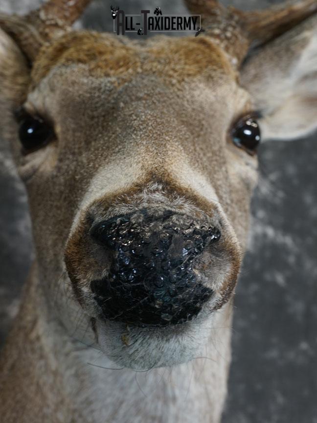 10 point Texas Whitetail deer taxidermy shoulder mount SKU 2243 - Image 6