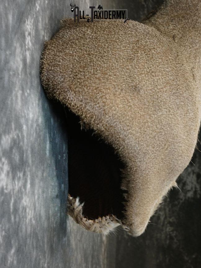 10 point Texas Whitetail deer taxidermy shoulder mount SKU 2243 - Image 9