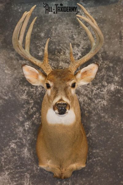 10 Point Whitetail deer taxidermy shoulder mount SKU 2246