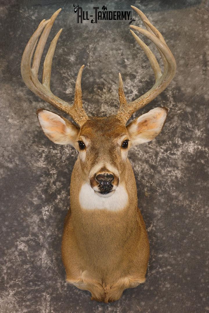 10 Point Whitetail deer taxidermy shoulder mount SKU 2246