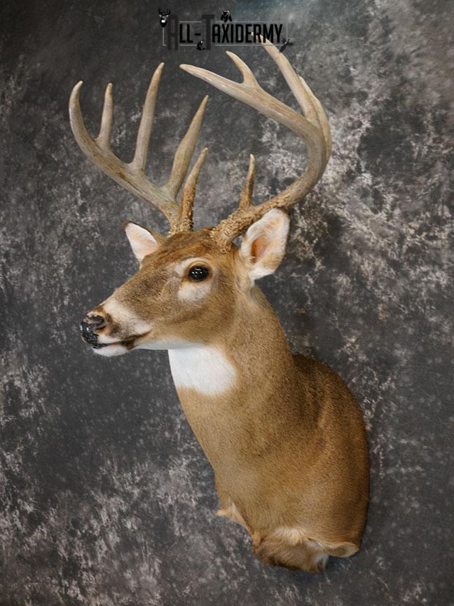 10 Point Whitetail deer taxidermy shoulder mount SKU 2246 - Image 2