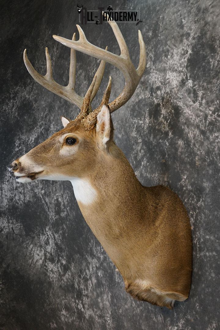 10 Point Whitetail deer taxidermy shoulder mount SKU 2246 - Image 5