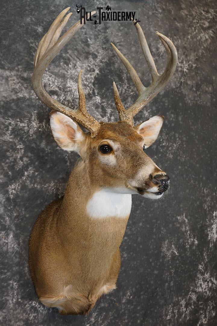 10 Point Whitetail deer taxidermy shoulder mount SKU 2246 - Image 4