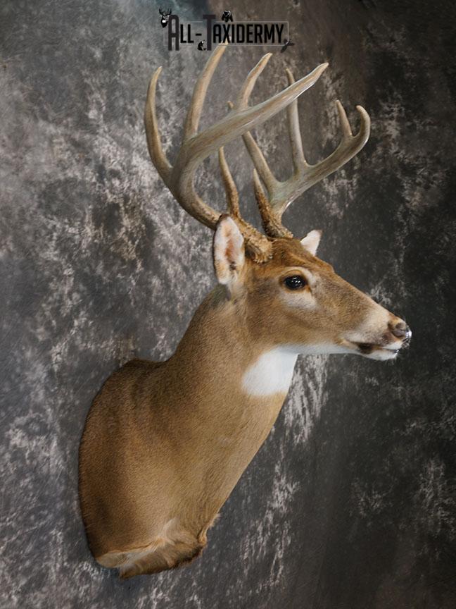 10 Point Whitetail deer taxidermy shoulder mount SKU 2246 - Image 3