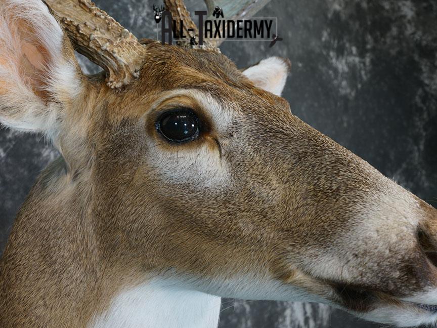 10 Point Whitetail deer taxidermy shoulder mount SKU 2246 - Image 8