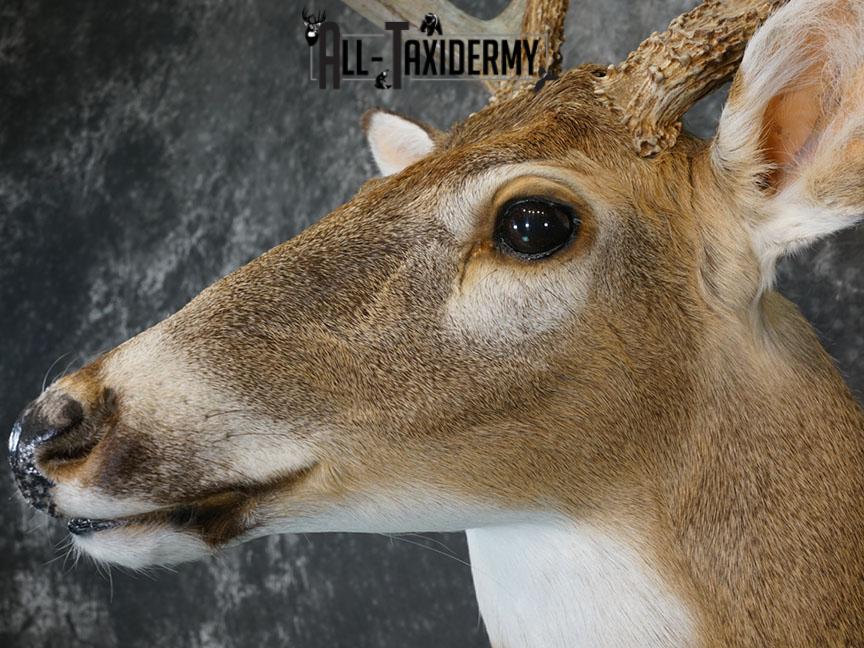 10 Point Whitetail deer taxidermy shoulder mount SKU 2246 - Image 7