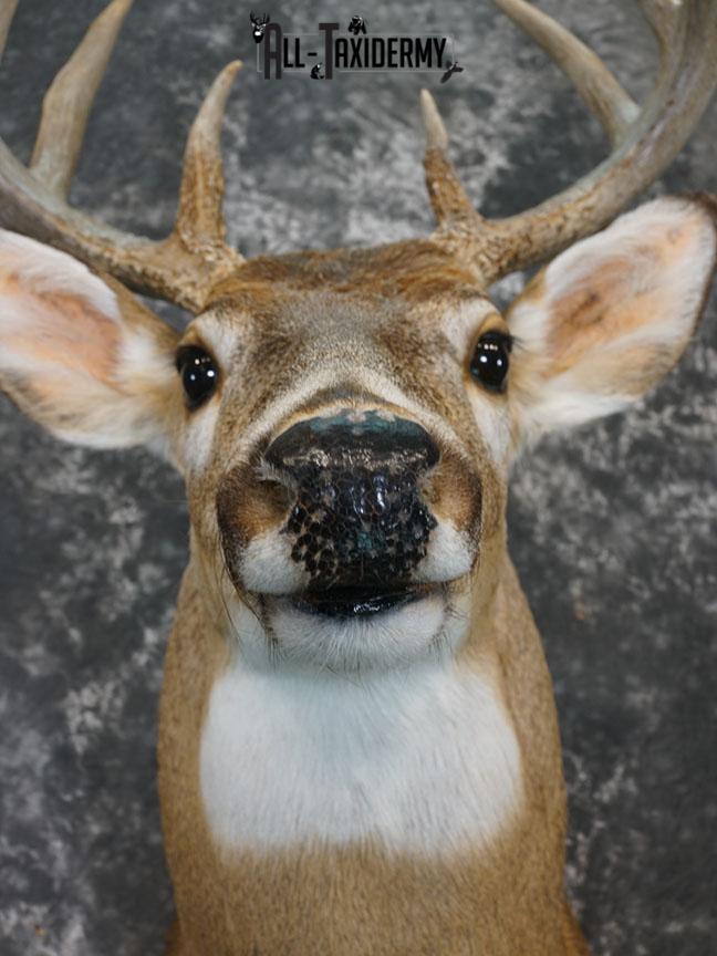 10 Point Whitetail deer taxidermy shoulder mount SKU 2246 - Image 6