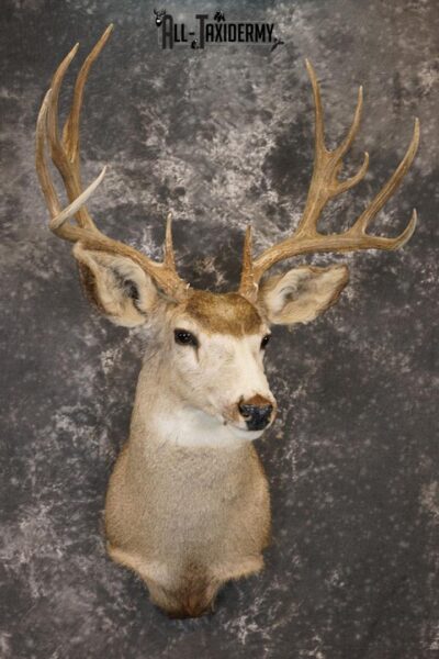 12 Point Mule deer taxidermy shoulder mount SKU 2374