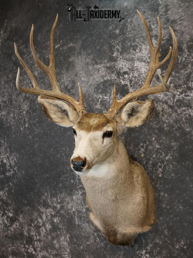 12 Point Mule deer taxidermy shoulder mount SKU 2374 - Image 2