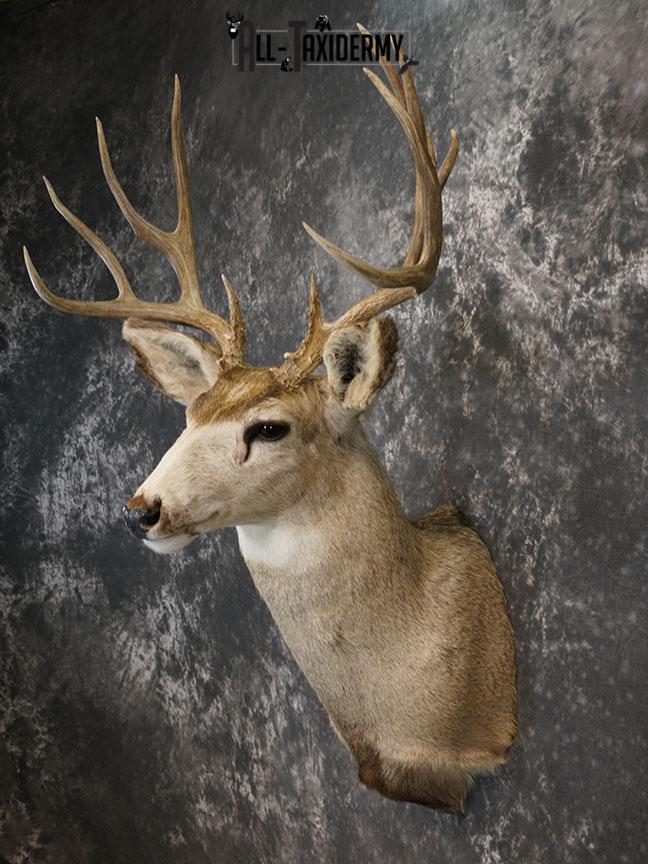 12 Point Mule deer taxidermy shoulder mount SKU 2374 - Image 5