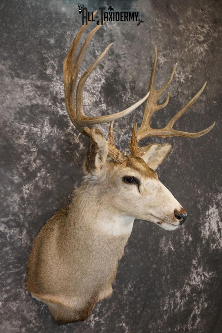 12 Point Mule deer taxidermy shoulder mount SKU 2374 - Image 4
