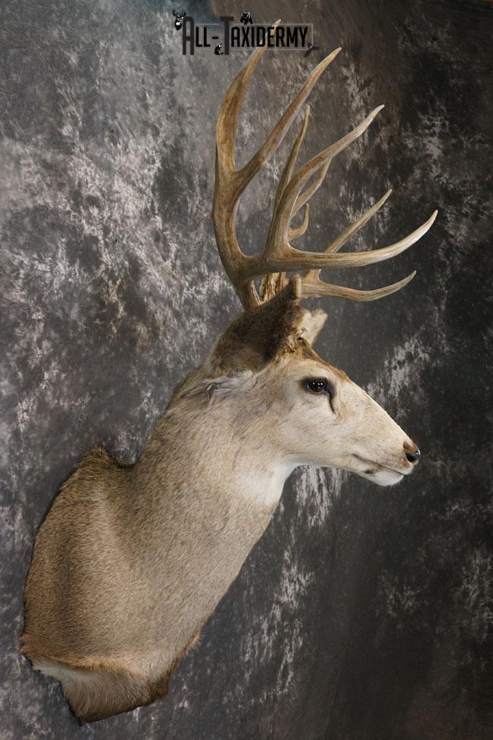 12 Point Mule deer taxidermy shoulder mount SKU 2374 - Image 3