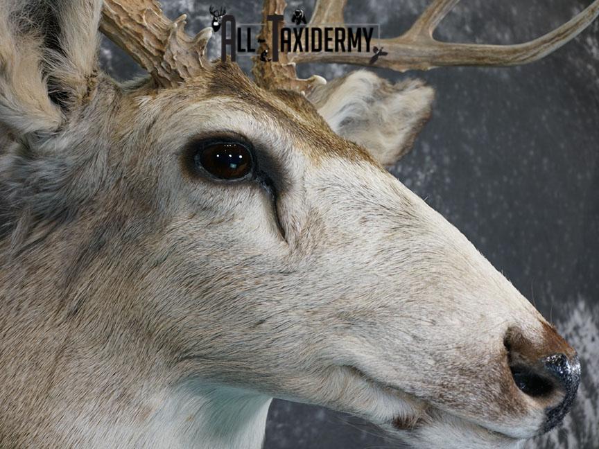 12 Point Mule deer taxidermy shoulder mount SKU 2374 - Image 7