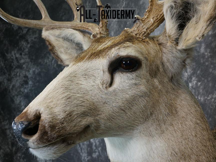 12 Point Mule deer taxidermy shoulder mount SKU 2374 - Image 6