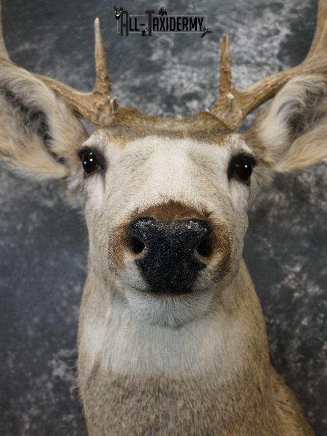12 Point Mule deer taxidermy shoulder mount SKU 2374 - Image 8