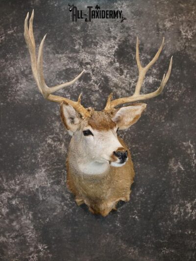 6x6 Mule deer taxidermy shoulder mount SKU 2244