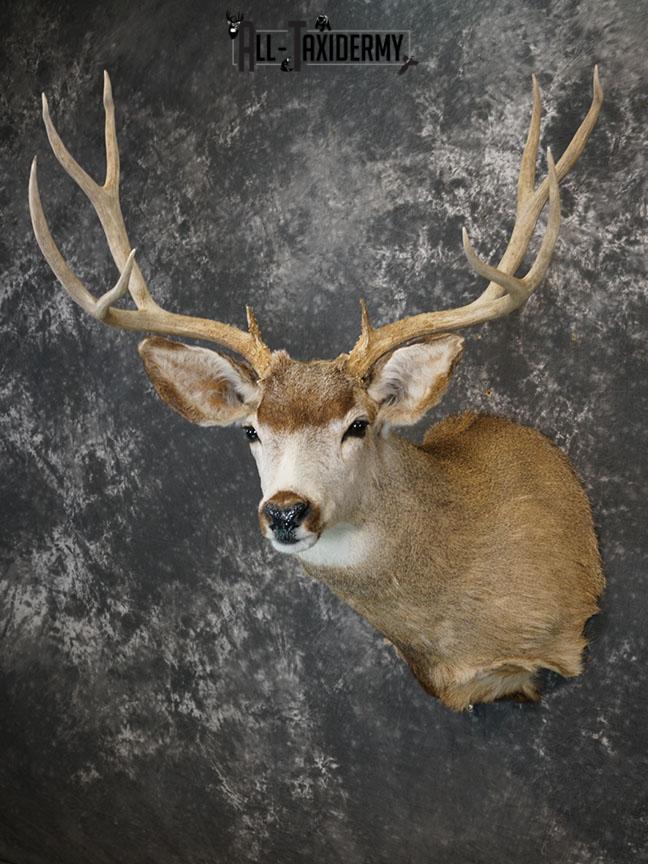 6x6 Mule deer taxidermy shoulder mount SKU 2244 - Image 2