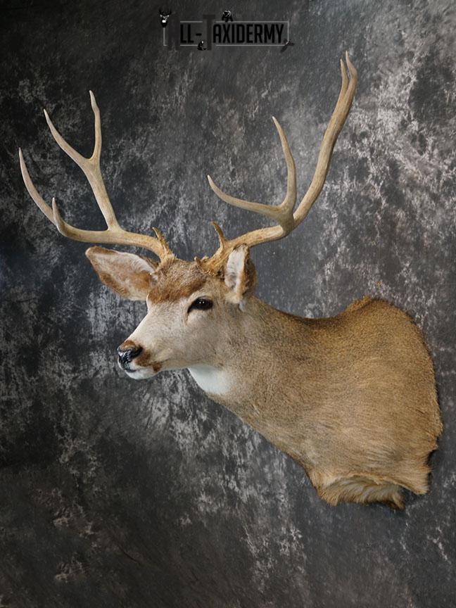 6x6 Mule deer taxidermy shoulder mount SKU 2244 - Image 5