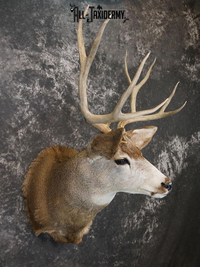 6x6 Mule deer taxidermy shoulder mount SKU 2244 - Image 4