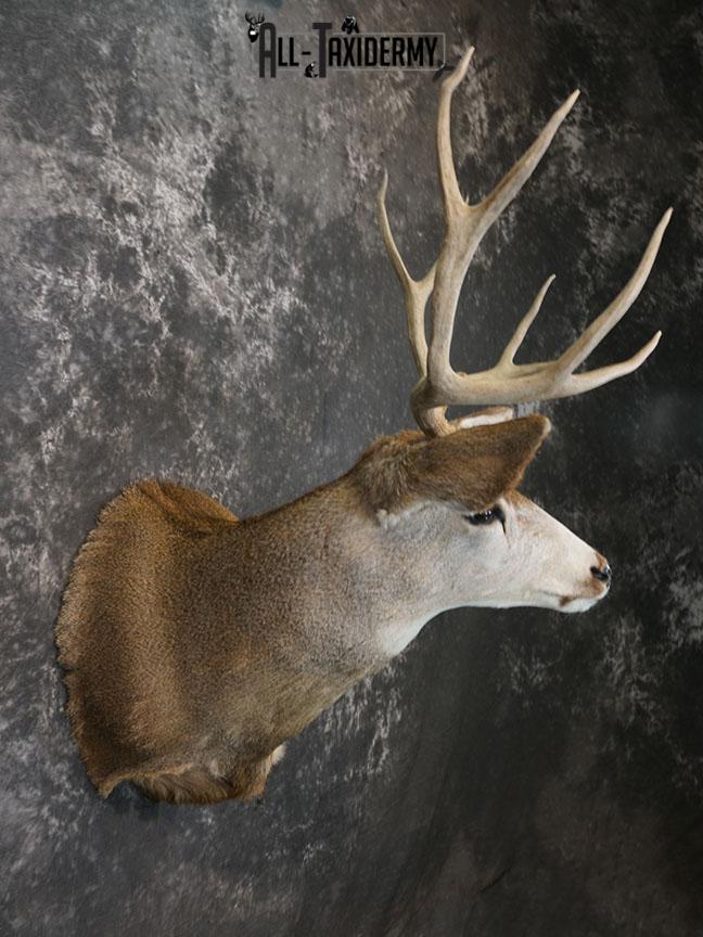 6x6 Mule deer taxidermy shoulder mount SKU 2244 - Image 3