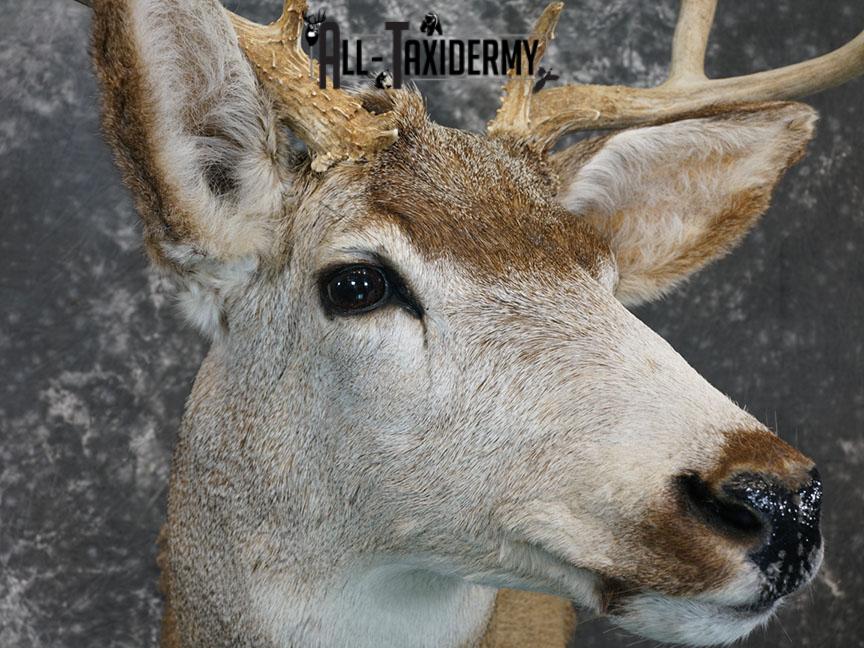 6x6 Mule deer taxidermy shoulder mount SKU 2244 - Image 8