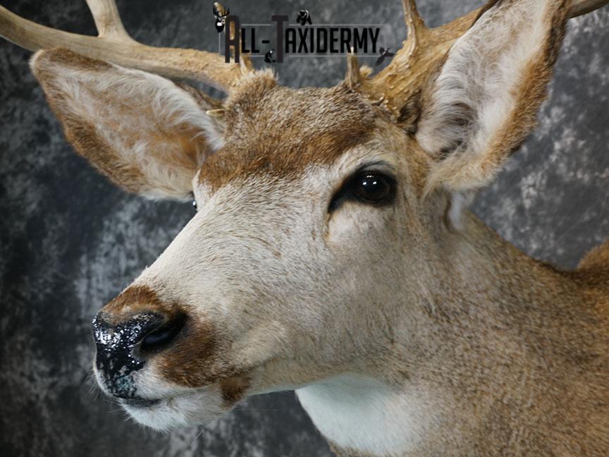 6x6 Mule deer taxidermy shoulder mount SKU 2244 - Image 7