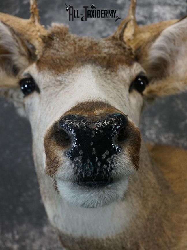 6x6 Mule deer taxidermy shoulder mount SKU 2244 - Image 6