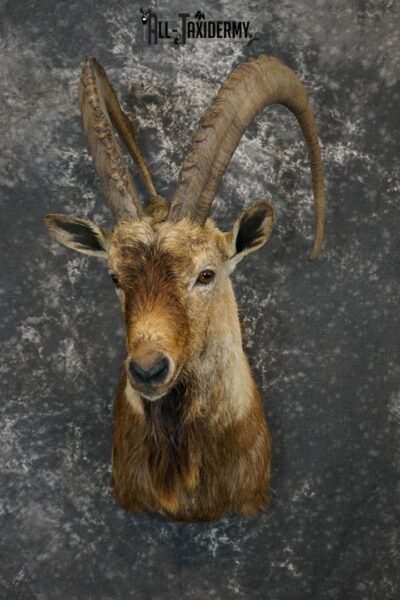 Bezoar Ibex taxidermy shoulder mount SKU 2291