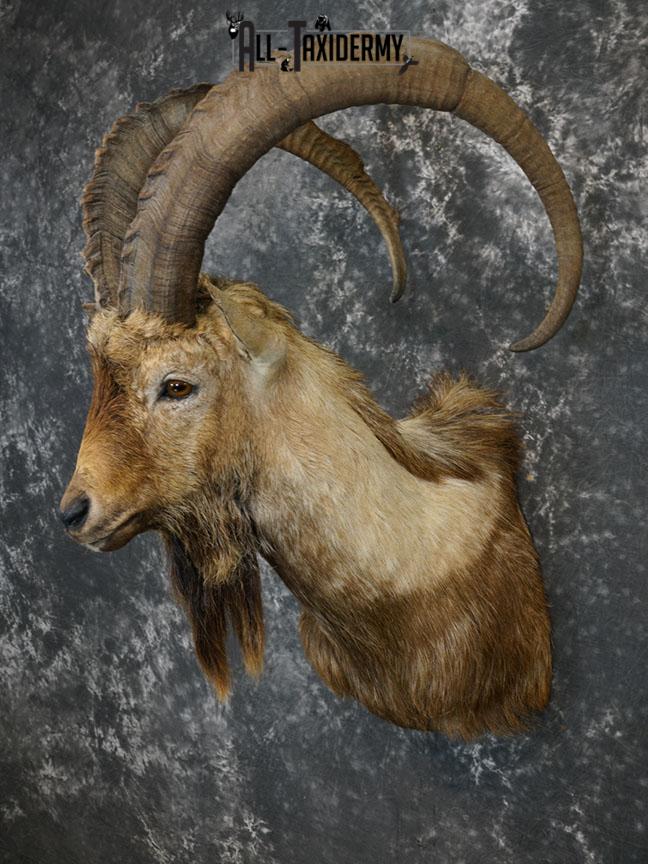 Bezoar Ibex taxidermy shoulder mount SKU 2291 - Image 2