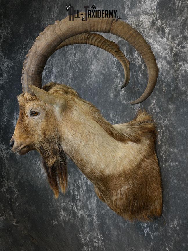 Bezoar Ibex taxidermy shoulder mount SKU 2291 - Image 8