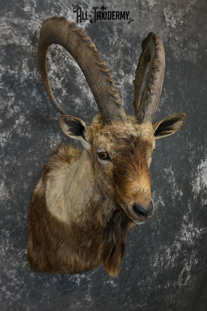 Bezoar Ibex taxidermy shoulder mount SKU 2291 - Image 7