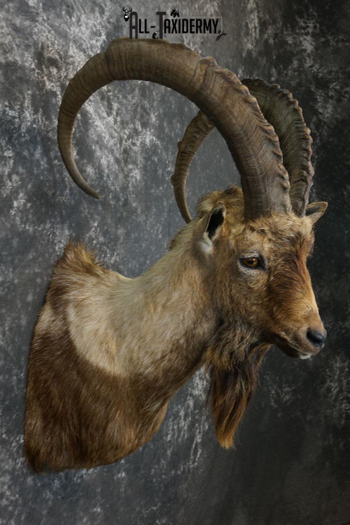 Bezoar Ibex taxidermy shoulder mount SKU 2291 - Image 6