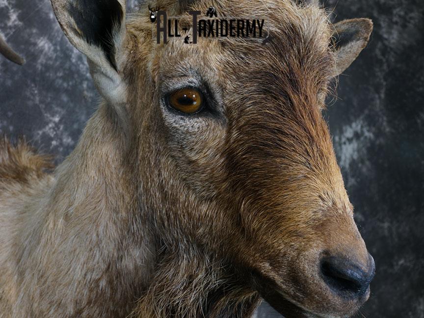 Bezoar Ibex taxidermy shoulder mount SKU 2291 - Image 5