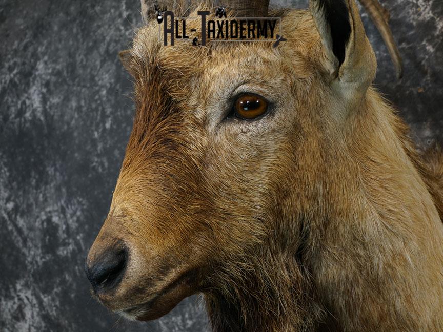 Bezoar Ibex taxidermy shoulder mount SKU 2291 - Image 4