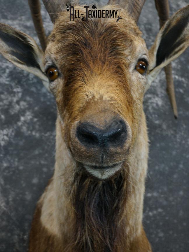 Bezoar Ibex taxidermy shoulder mount SKU 2291 - Image 3