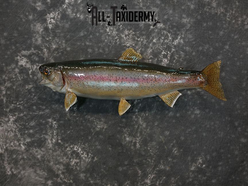 Rainbow trout taxidermy mount SKU 2247 - Image 2