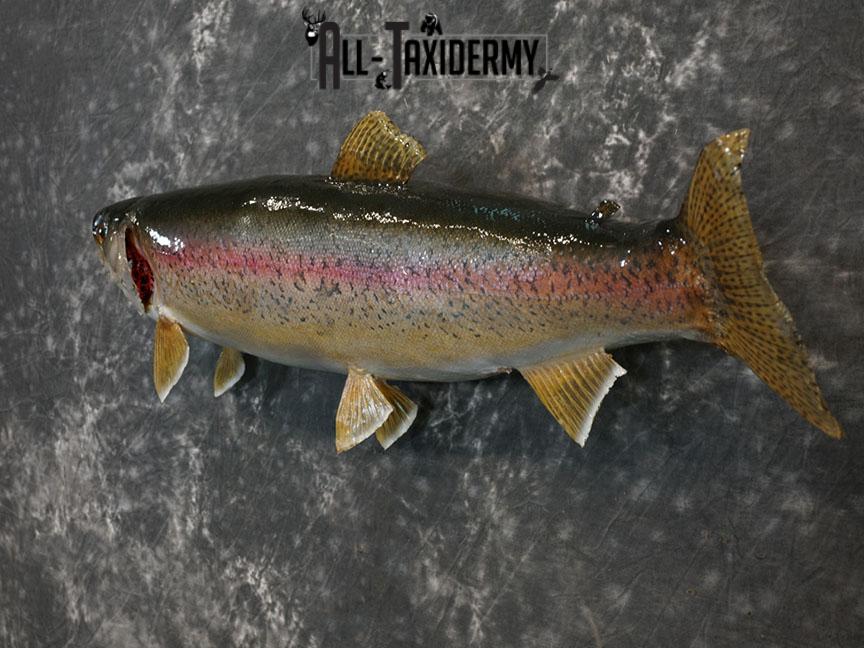 Rainbow trout taxidermy mount SKU 2247 - Image 6