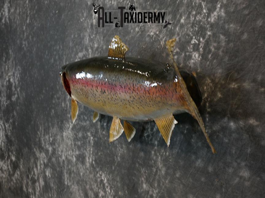 Rainbow trout taxidermy mount SKU 2247 - Image 5