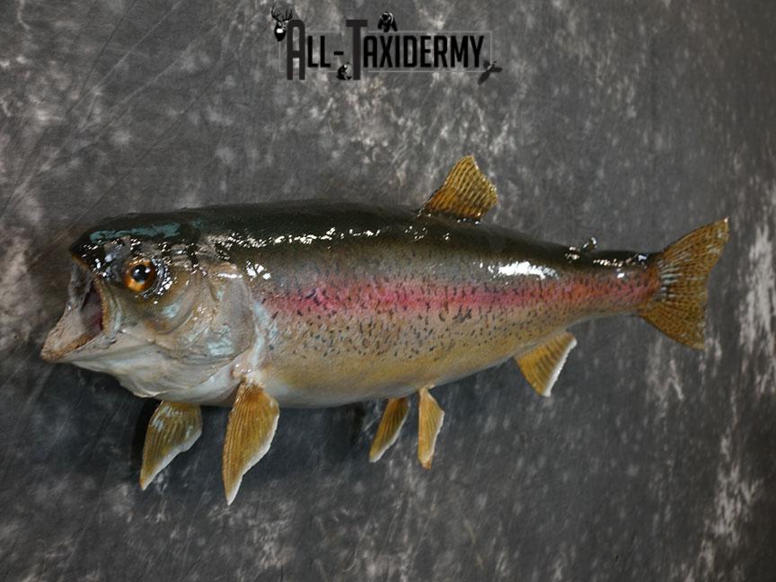 Rainbow trout taxidermy mount SKU 2247 - Image 4