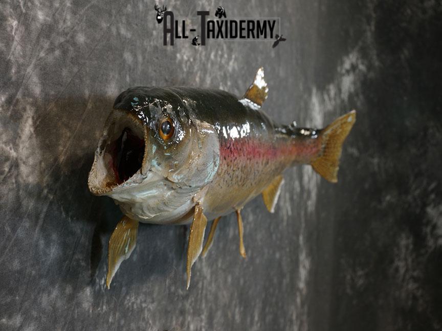 Rainbow trout taxidermy mount SKU 2247 - Image 3