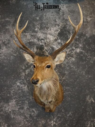 Sika Deer Taxidermy Mount for sale SKU 2210