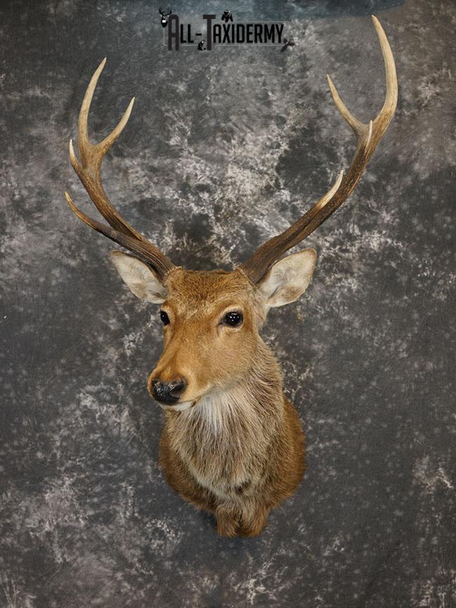 Sika Deer Taxidermy Mount for sale SKU 2210