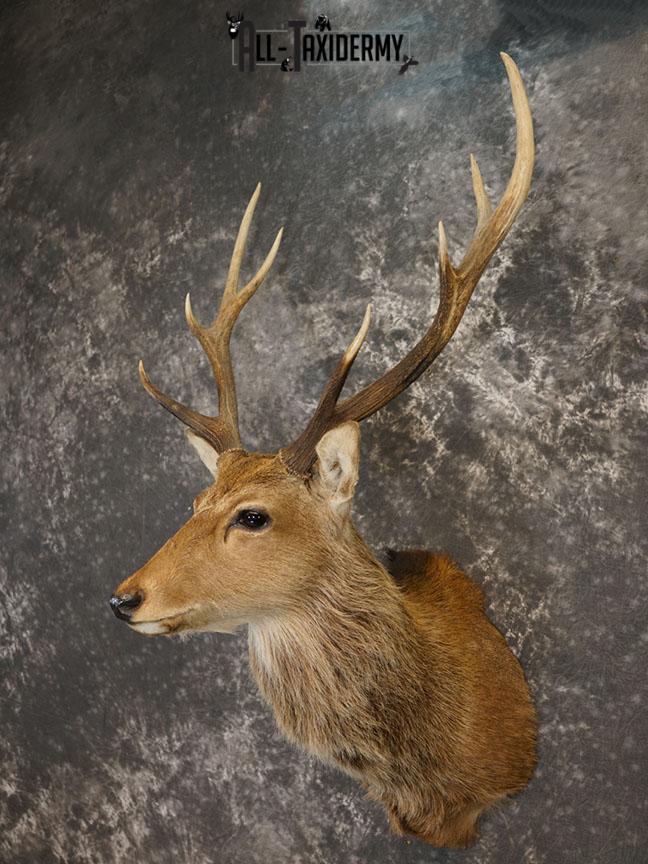 Sika Deer Taxidermy Mount for sale SKU 2210 - Image 2