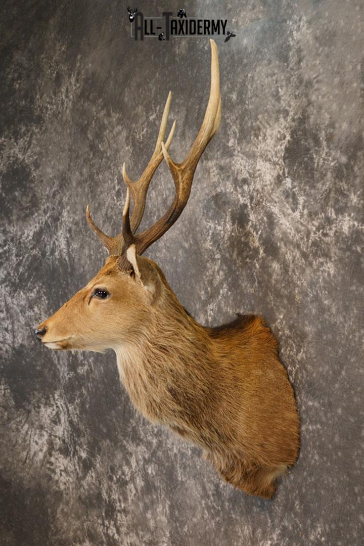 Sika Deer Taxidermy Mount for sale SKU 2210 - Image 5