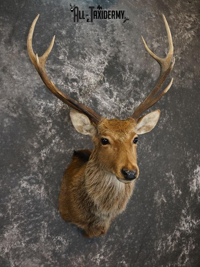 Sika Deer Taxidermy Mount for sale SKU 2210 - Image 4