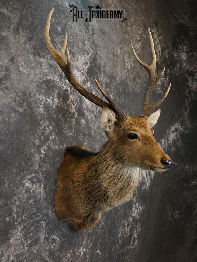 Sika Deer Taxidermy Mount for sale SKU 2210 - Image 3