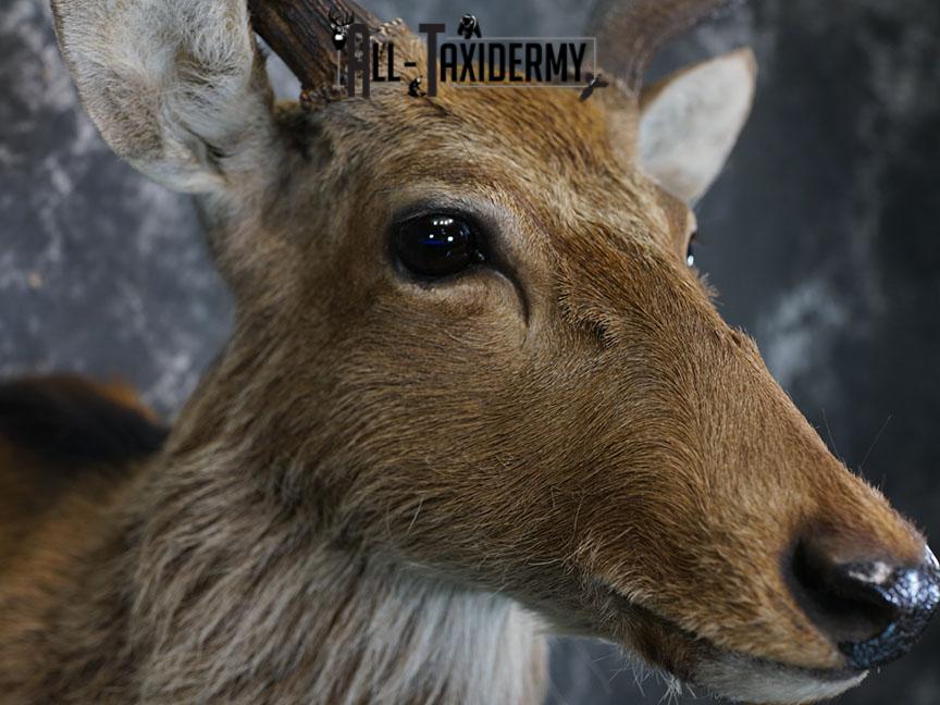 Sika Deer Taxidermy Mount for sale SKU 2210 - Image 6