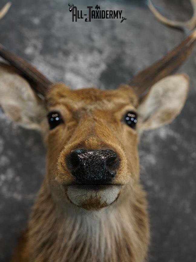 Sika Deer Taxidermy Mount for sale SKU 2210 - Image 8